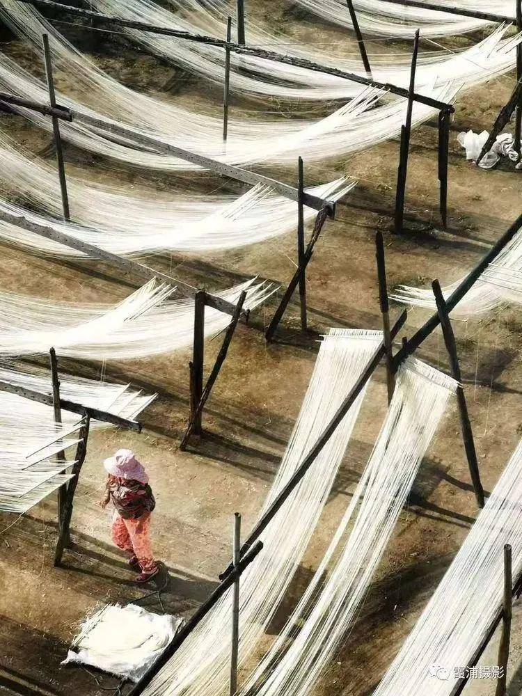 原生态野生金色猕猴随着海水的涨潮,装满海带的船在在竹竿中穿梭忙碌