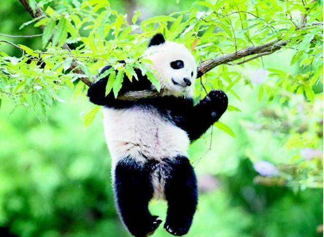 大熊猫活了八百万年还曾经是蚩尤的坐骑这样的画风我不敢想