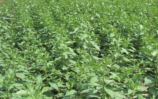 食用_菊芋_洋姜