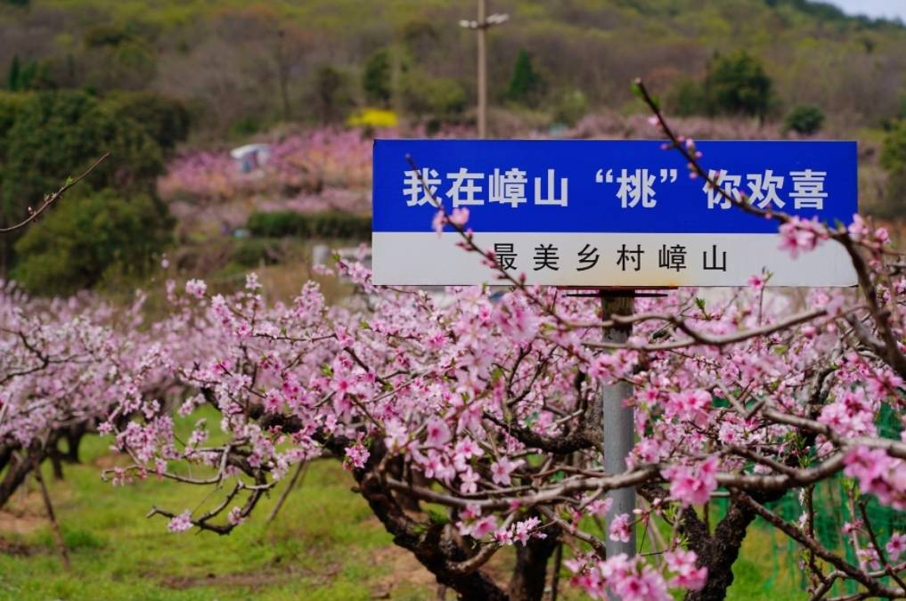 江苏镇江:满山遍野桃花盛开 美丽嶂山令人"桃"醉_表演_山村_游客