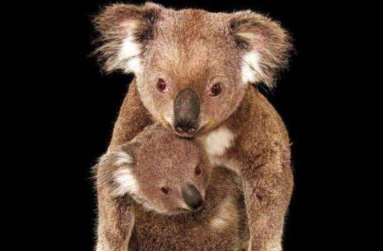 1亿多年前的白垩纪,虽然当时是恐龙的天下,但是最早的哺乳动物已经