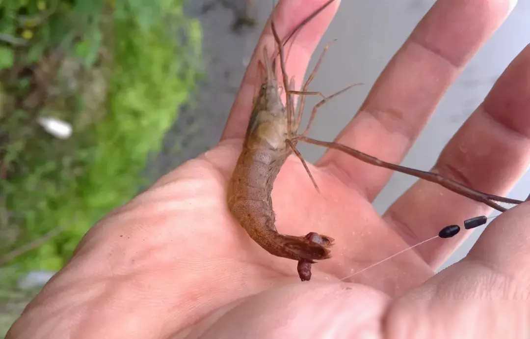 钓鱼技巧蚯蚓和饵料有何不同挑选需谨慎