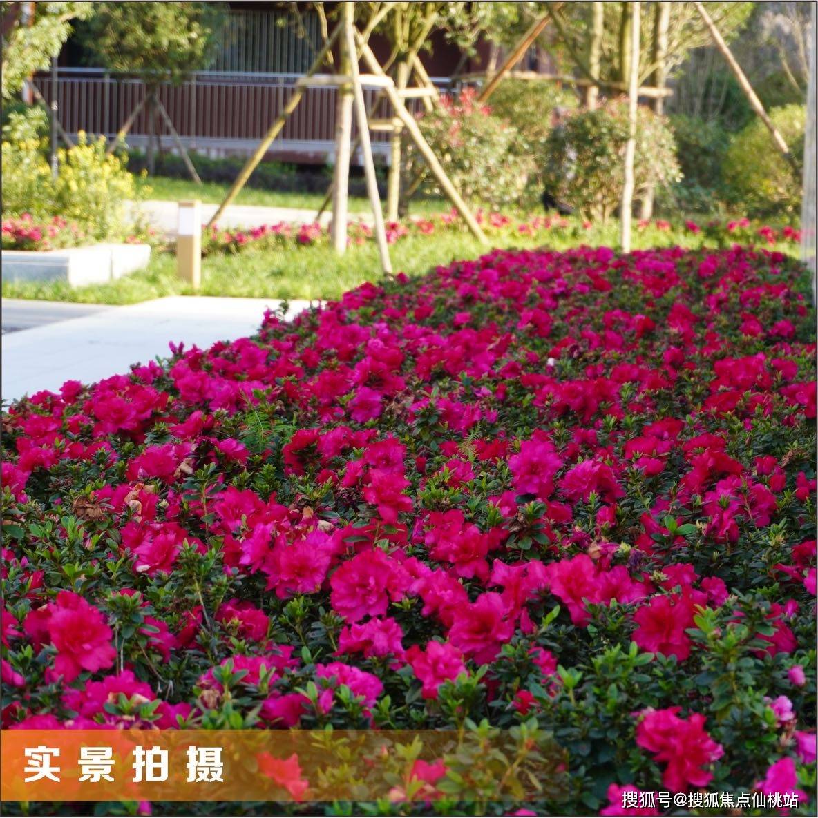 百里杜鹃5a级景区杜鹃花什么时候开的最好