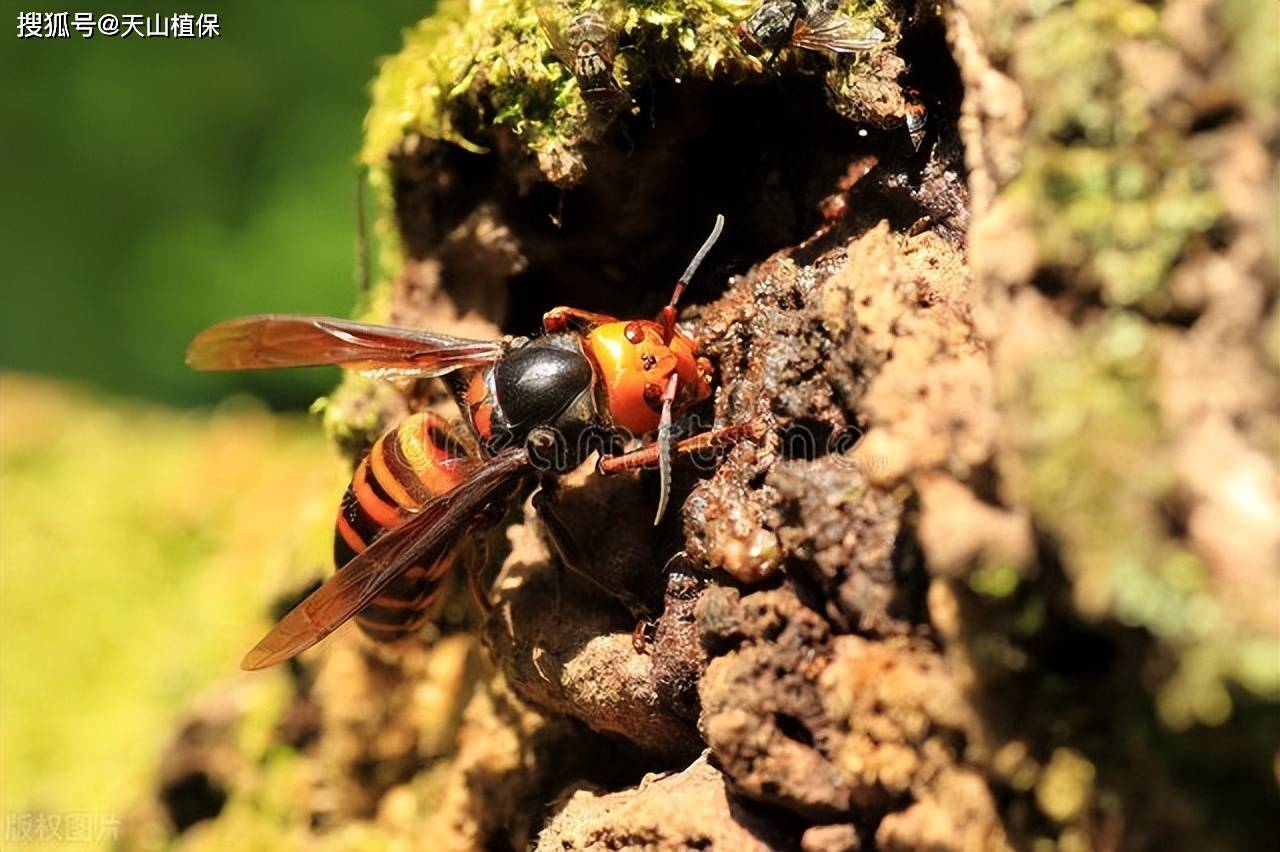 马蜂从产卵到成虫需要多少天