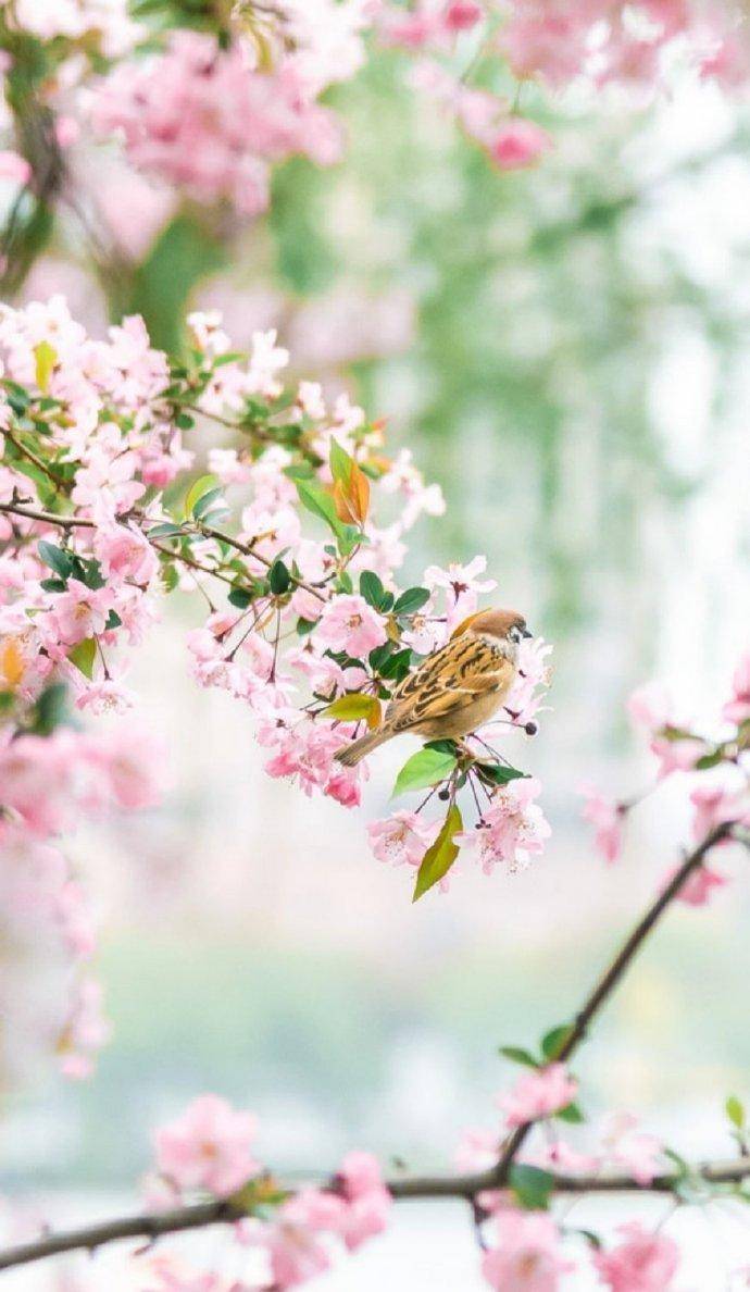 宋代诗人范成大笔下的绝美春天,土膏欲动雨频催,万草千花一饷开