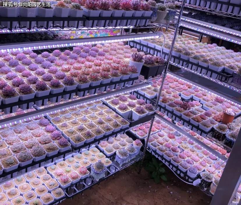 的多肉植物几乎是很难出现化水烂根的,更不会出现病虫害,均衡的光照