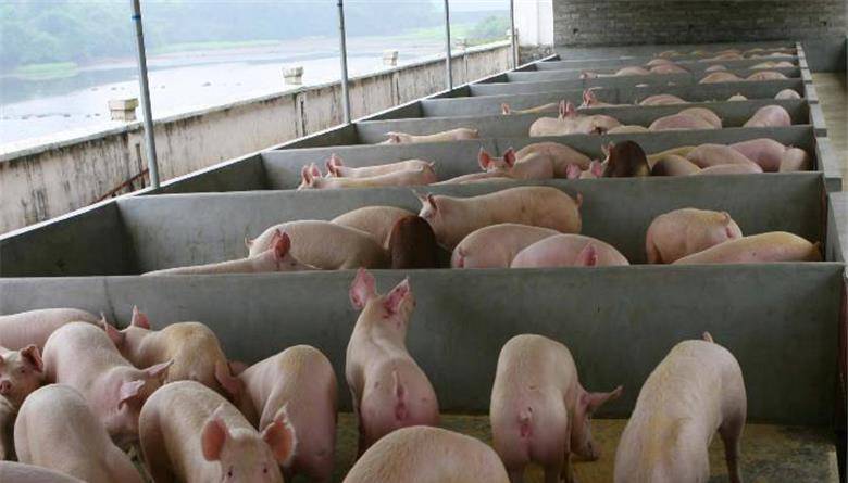 原创河南养猪富豪遇害记欠50万不还合伙人一怒之下杀人抛尸