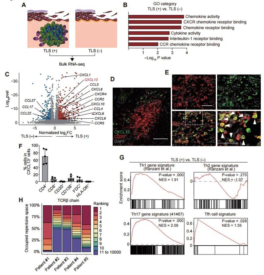 phenocycler41个蛋白靶标皮肤自免病机制揭示天疱疮慢性水疱中tlss微