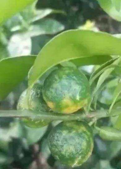 四大病害蜂拥而至如何用药更高效
