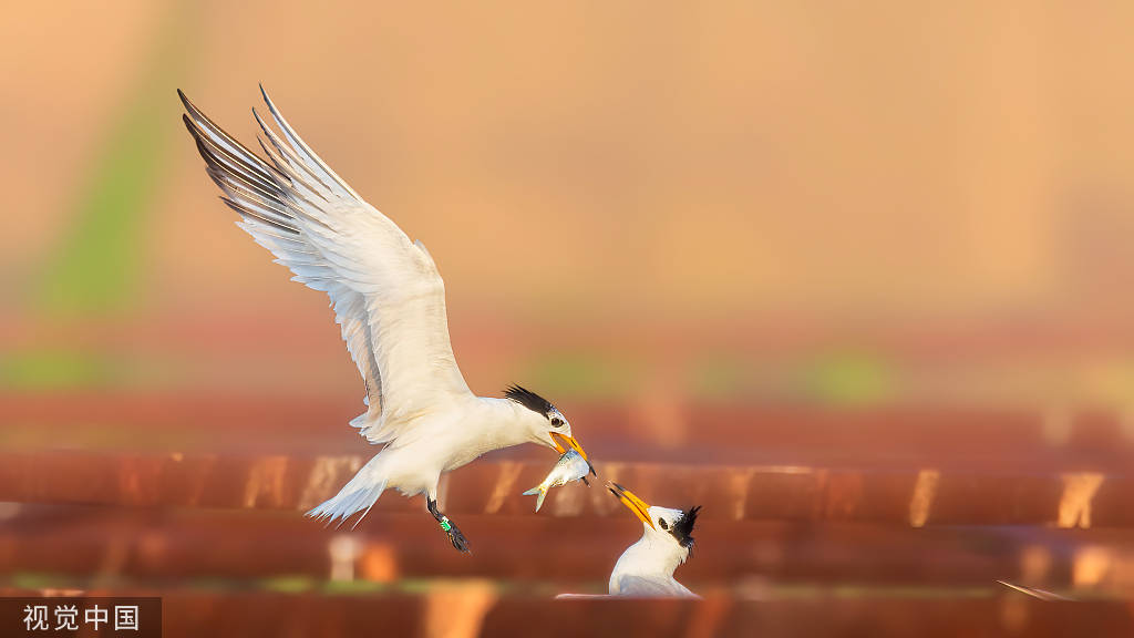 极度濒危的中华凤头燕鸥,有望摆脱灭绝命运?_鸟类_我国_物种