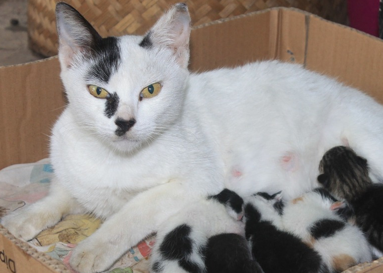 原创母猫生完宝宝后该如何照顾其实大多数猫妈妈产后都能自行恢复