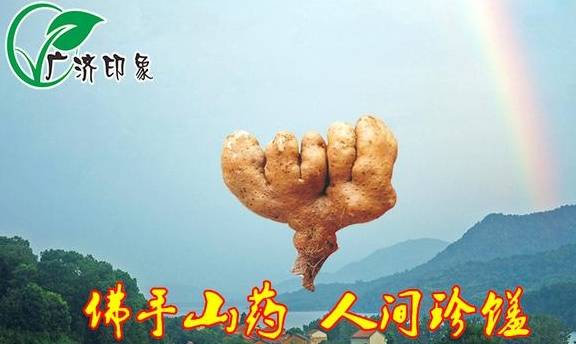 武穴佛手山药亮相cctv4农产品地理标志纪录片源味中国