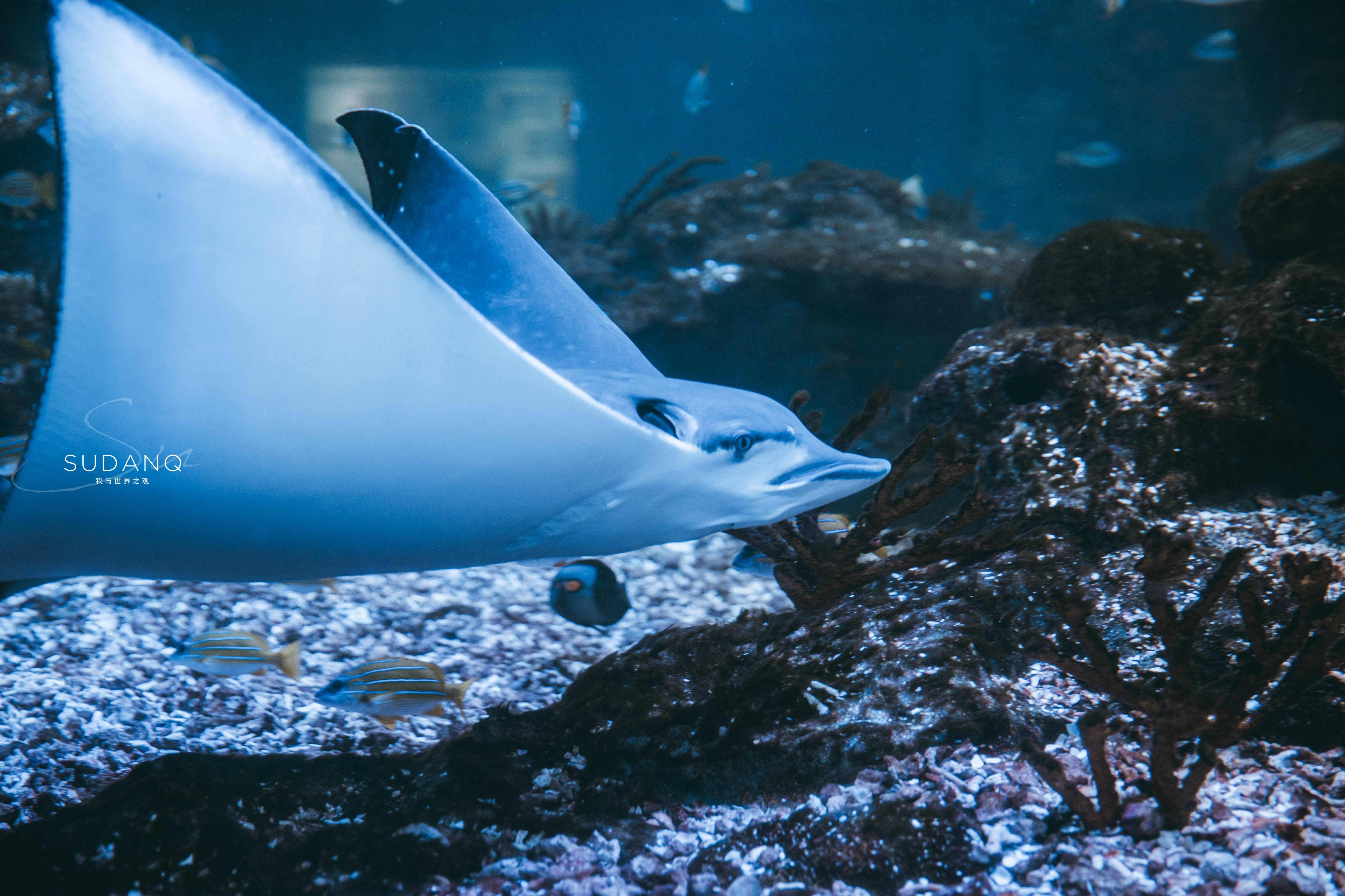 隧道>海底观光池>热带洋流>珊瑚展示池>精品店水族展示区>海龟展示池