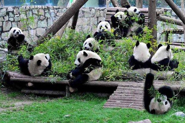 去四川报团旅游玩6天大概费用多少四川峨眉山六天五