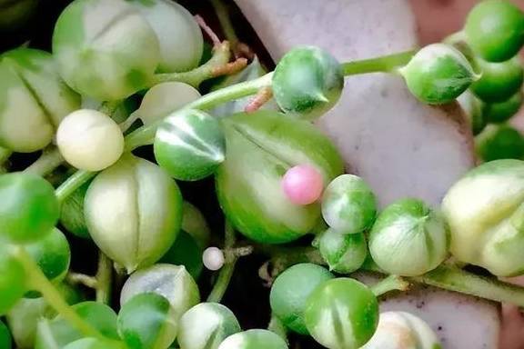 原创佛珠换个土春天呼呼往外冒小豆子垂下来能当窗帘