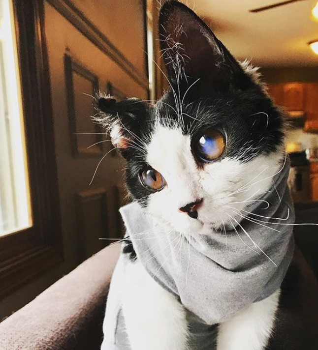 大眼睛萌猫令女子着迷,皮肤"吹弹可破"得穿外衣,却没活过一年