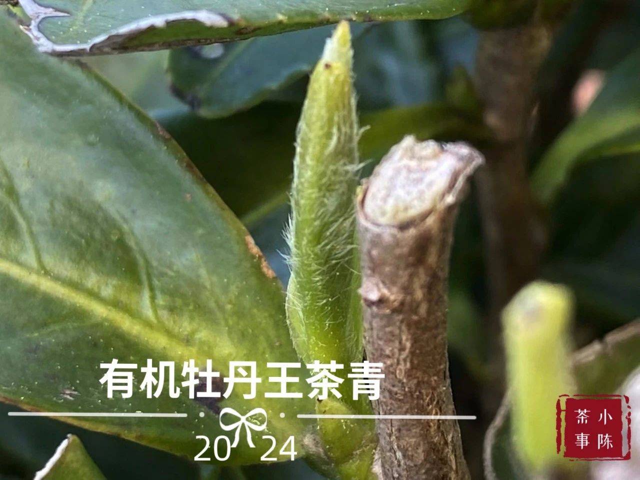 原创花香毫香药香白茶里的白牡丹为什么会有这么多香气