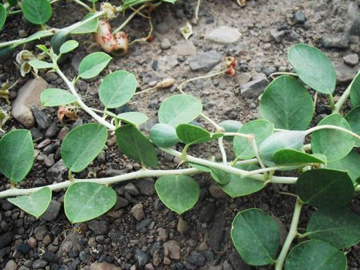 这种野藤在农村的路边随处可见,每年秋天的时候藤上就会结出很多绿色