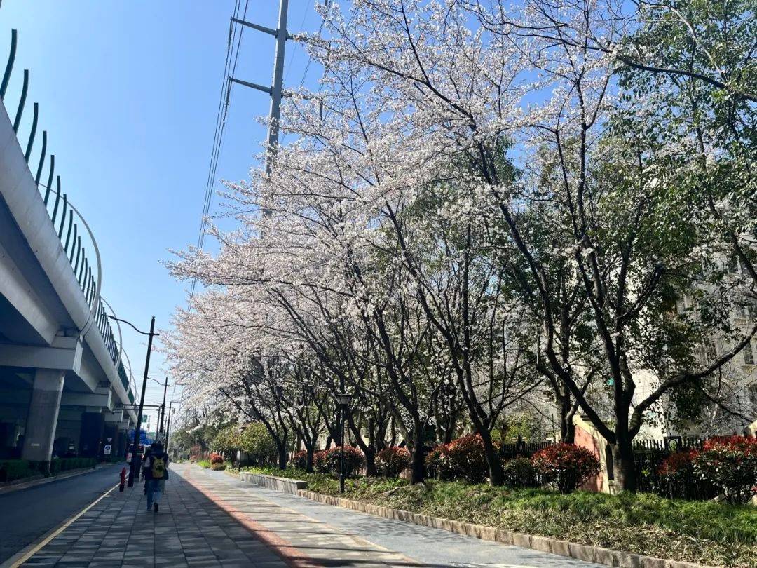 真南路沿线▲在街头,绿地换上了春季礼服桃浦路沿线说到普陀的樱花,不