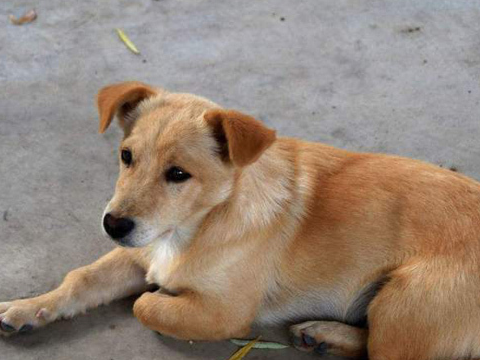 原创中华田园犬越来越淡出宠物圈其中的原因你知道吗