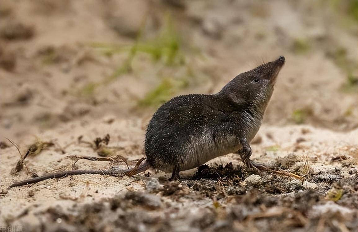 原创山西田埂拍到长蛇鼠首尾相连排长龙是异象还是另有原因