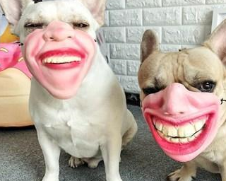 果然世界上所有的狗子都有一个共同的名字