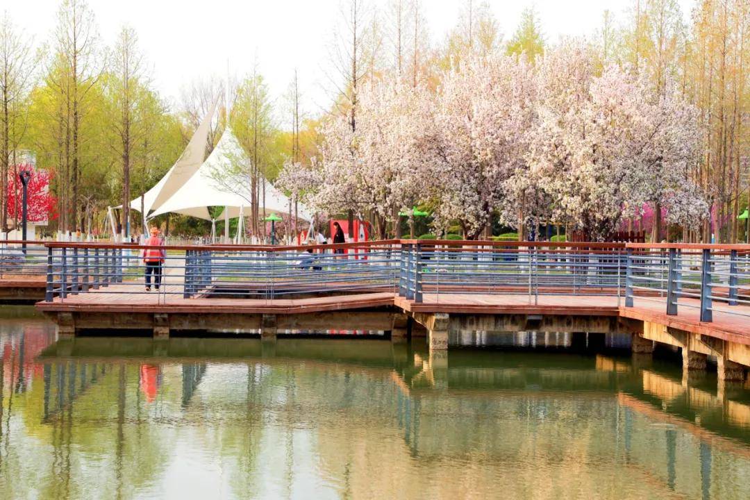 商丘市日月湖景区海棠花开不负春光