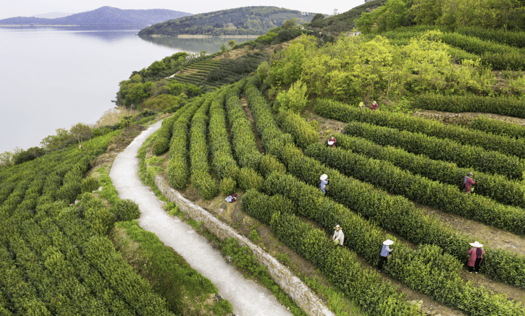 吓煞人香苏州洞庭山碧螺春为什么这么香