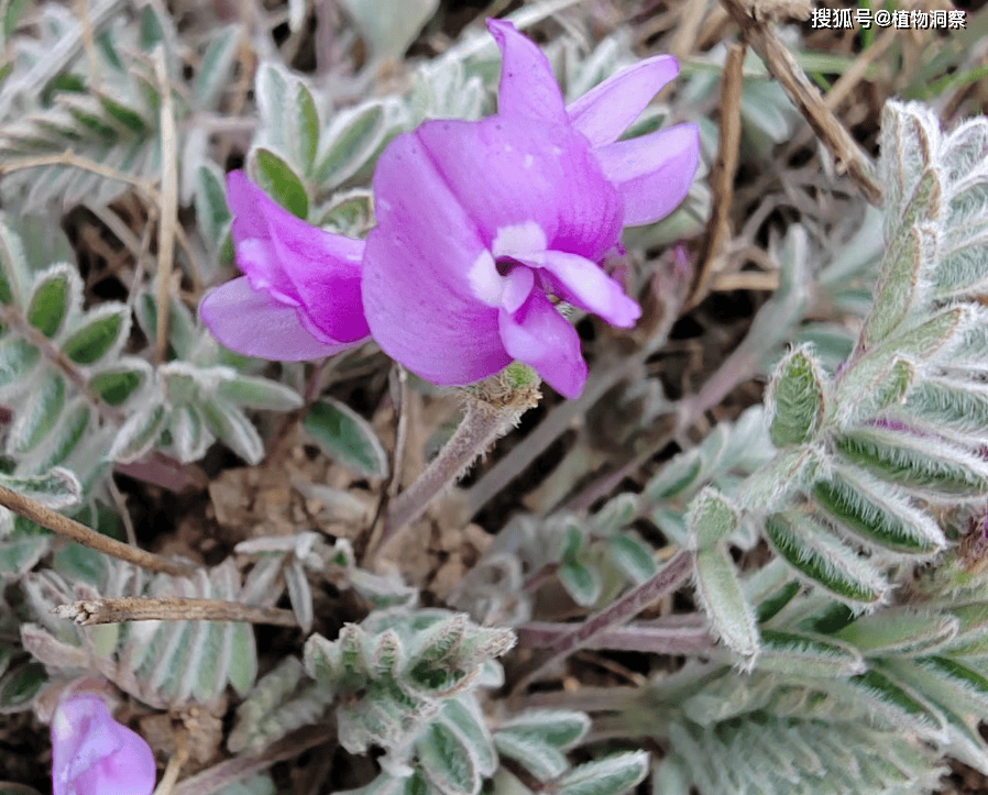 甜地丁,又称米口袋,紫花地丁,有3大作用,价值极高,农民朋友要了解!