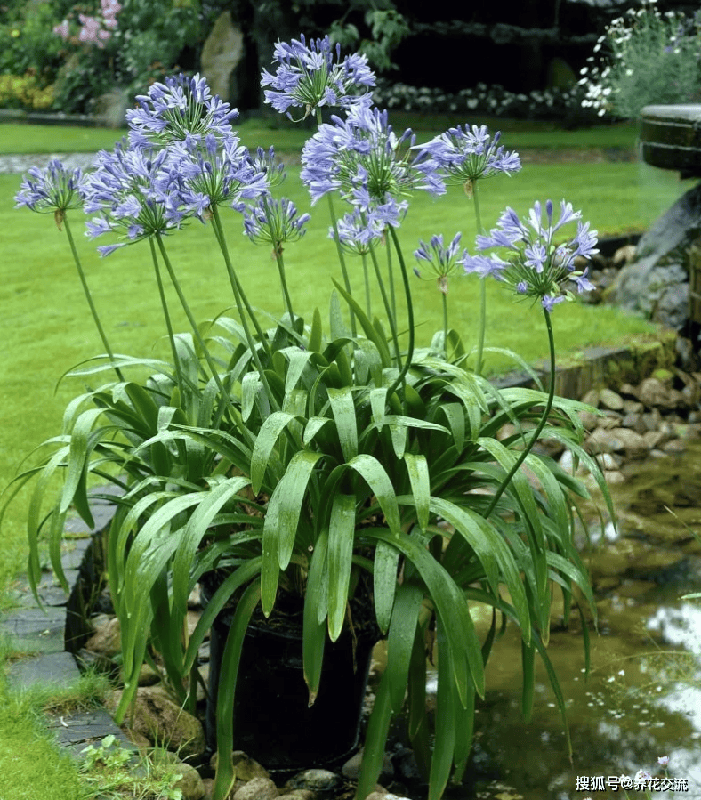 春季栽种的百子莲,教你5招,让它每年能复花_养护_盆栽_土壤