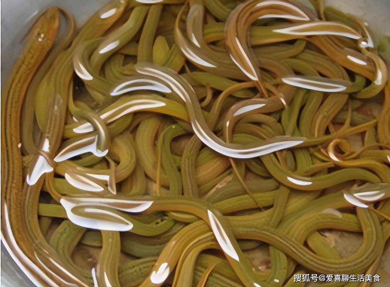 黄鳝一般在夏季最活跃,最壮硕,也最有营养,但是现在全球变暖,初春就