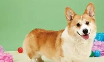 10种常见的宠物狗价格,很多人都买贵了!