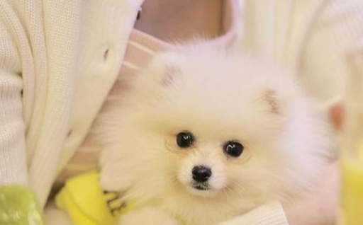 原创博美犬把你当父母会有这7种表现中3个以上都很幸福