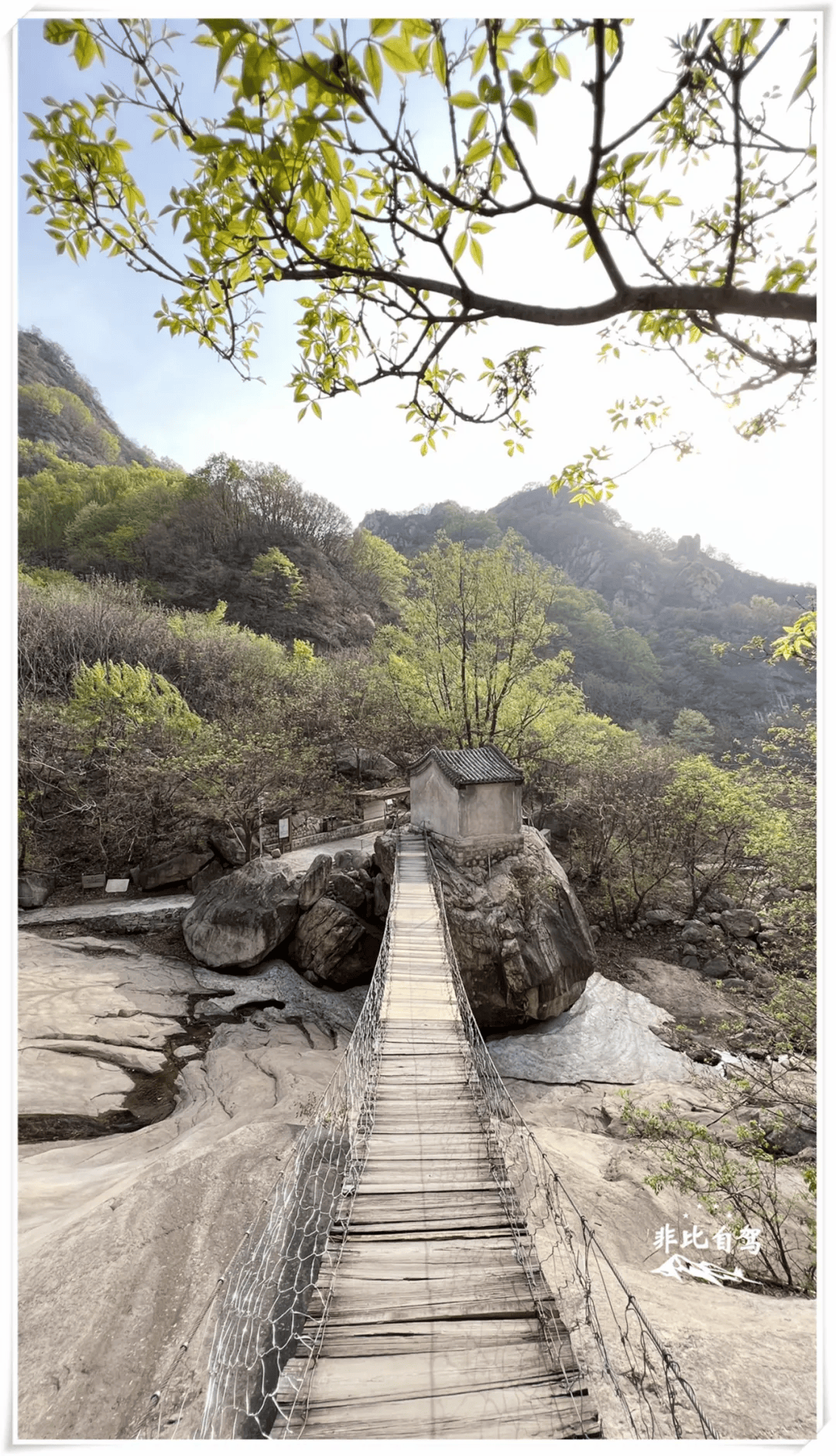 峡谷赏花图片