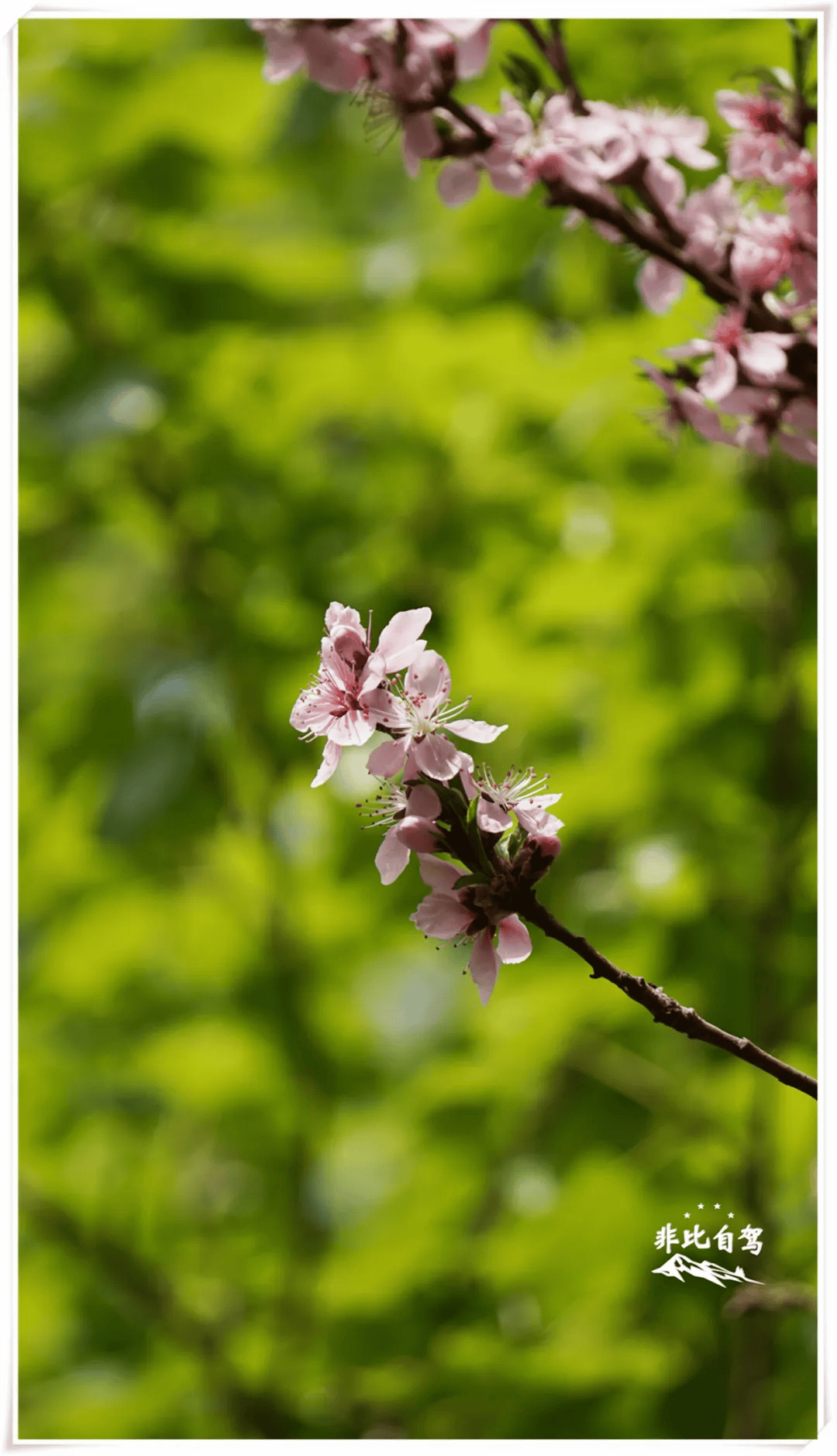 春游季,京郊瀑布小溪峡谷鲜花盛开,赏花踏青正当时!