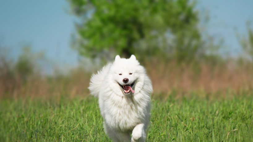 这样的萨摩耶,你会喜欢吗?_狗狗_毛发_肠胃