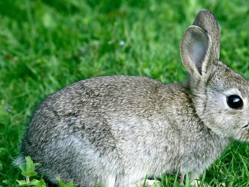 原创生肖兔四月到幸运之星已揭晓赶紧上台领奖再忙也要领