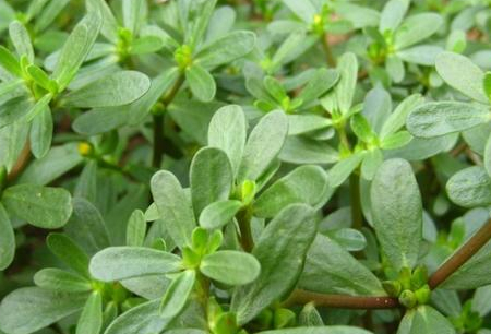 这种有着"长寿菜"的美誉,它的药用价值很高,一定要多吃为好_马齿苋_地