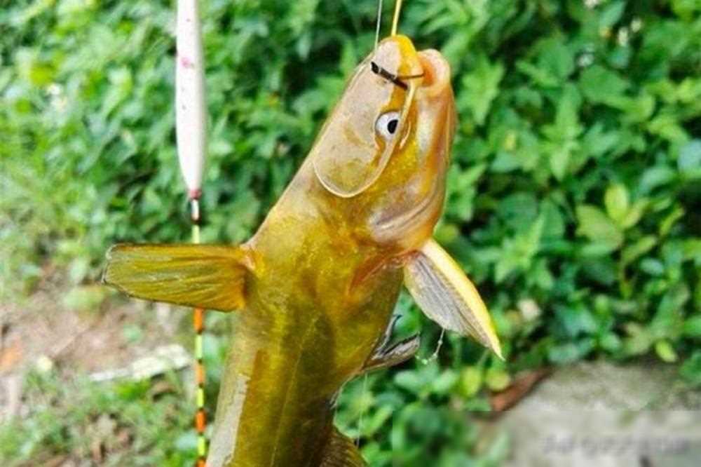 春季野钓黄颡鱼,学会这几种钓法,轻松连竿不停歇!