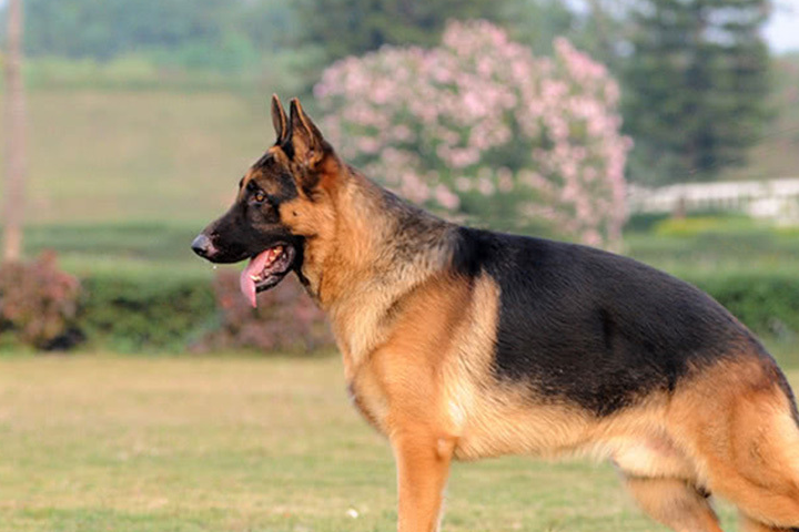 狗狗_工作_训练