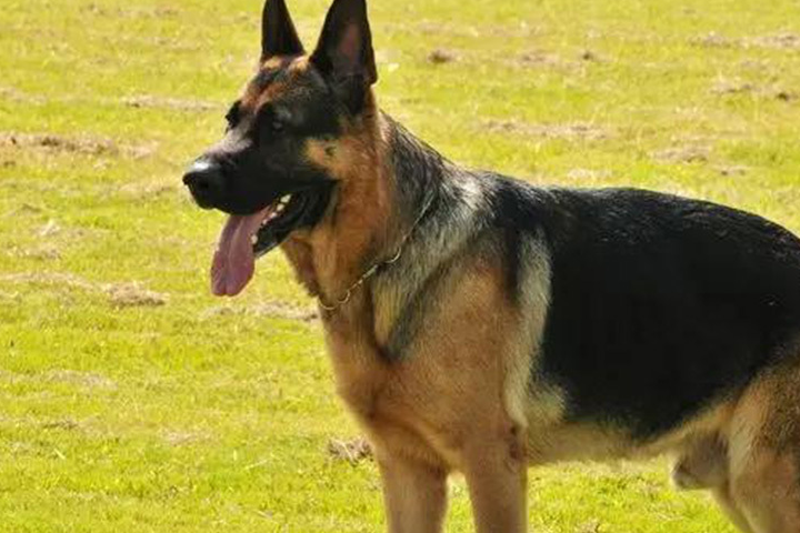 狗狗_工作_训练