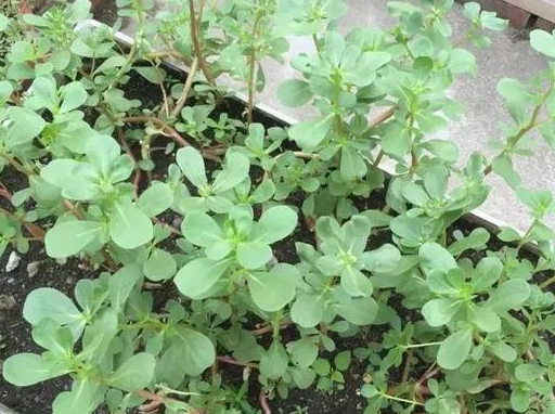 这种含钾高的养生野菜,阳台就能种,年年可摘,好吃可口!_马齿苋_花友_