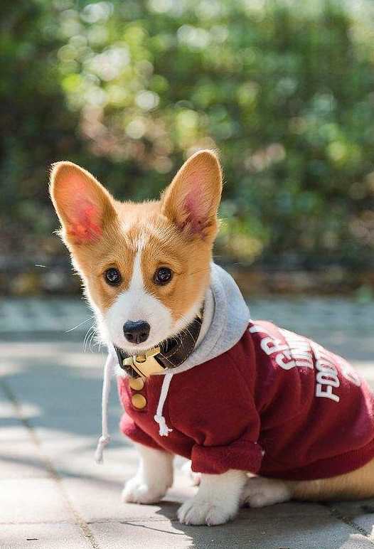 有这四个表现,你家柯基在说:我生气了!_狗狗_主人_性格