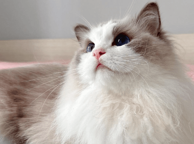 养猫小技巧,布偶猫的优缺点及饲养建议_猫咪_生活_环境