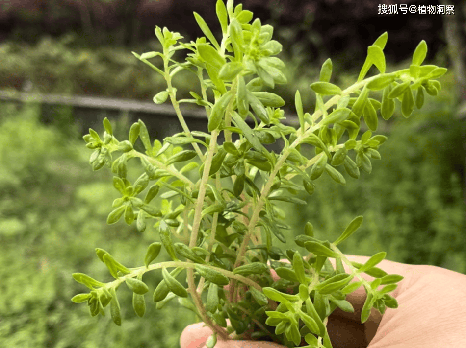 珠芽景天,又称狗牙菜,狗牙瓣,有3大作用,价值极高,农民朋友要了解!