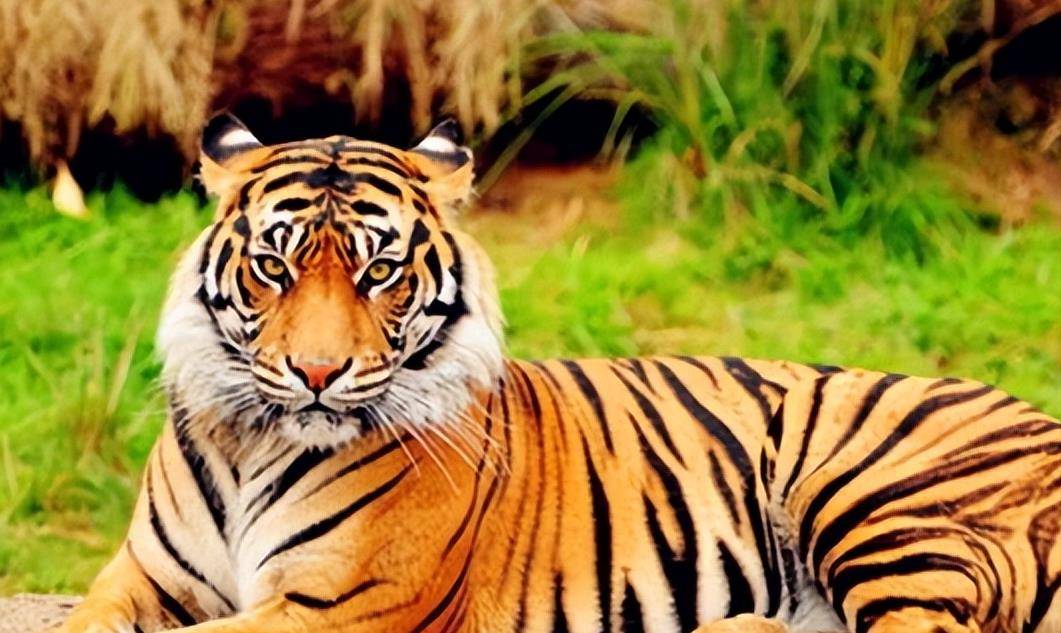 猎虎奇人贺业武:一生猎杀305只老虎,为何到死也不交出秘药配方