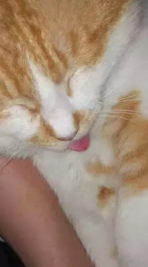 原创猫咪不放心铲屎官一人单独洗澡等在门口守望满脸都是担心