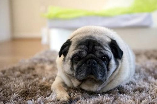 这不在英国有位巴哥犬,叫做monty,每年晚上吃完饭都会和主人一起出去