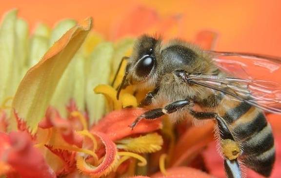 阴雨天,蜜蜂采花粉少什么问题?_植物_时候_蜜源