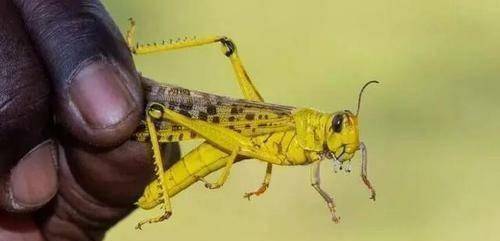 困扰印巴地区的蝗虫,为何不抓起来当猪饲料?还真不如养殖的蝗虫_蝗灾_